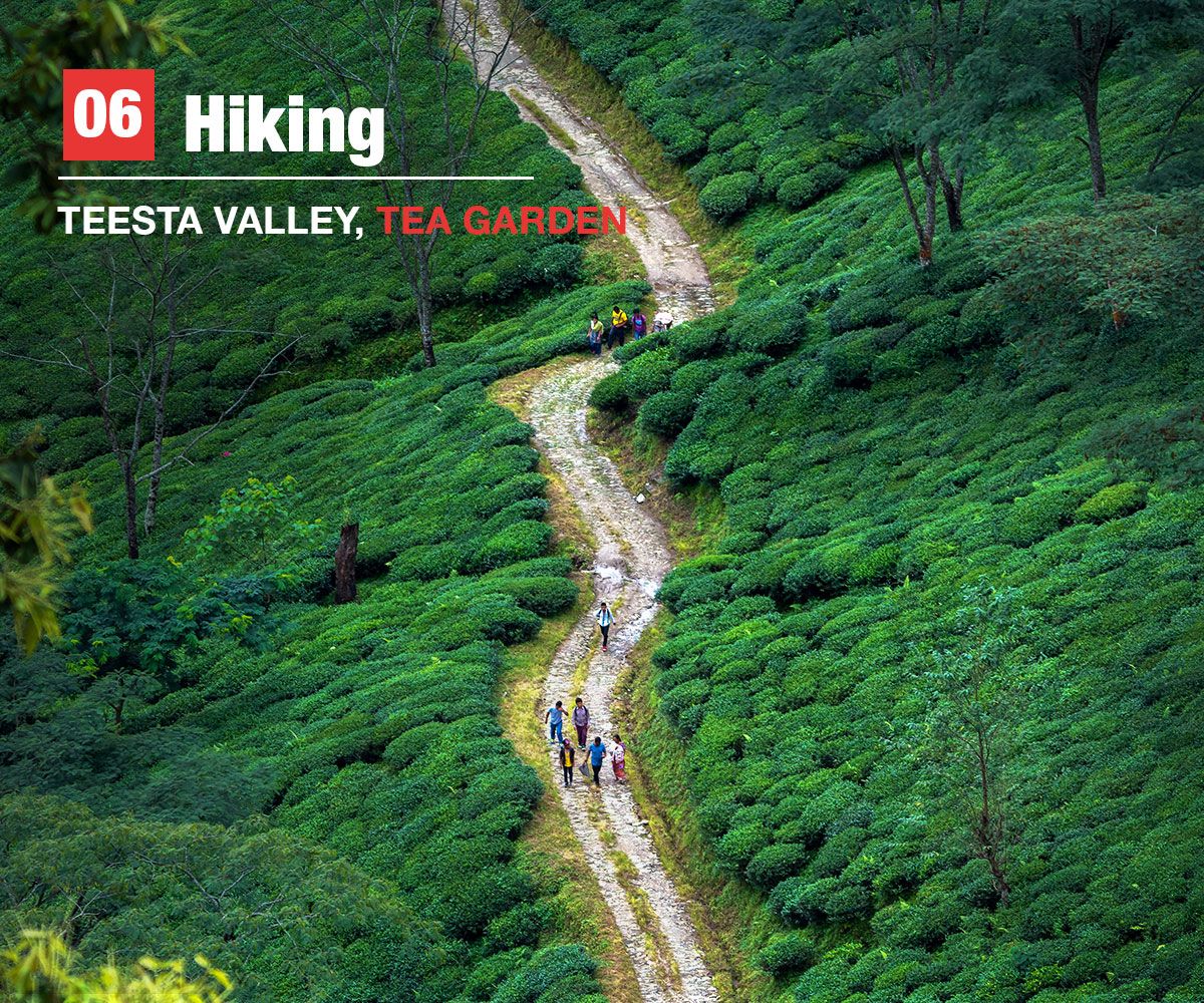 hiking, teesta valley, teagarden