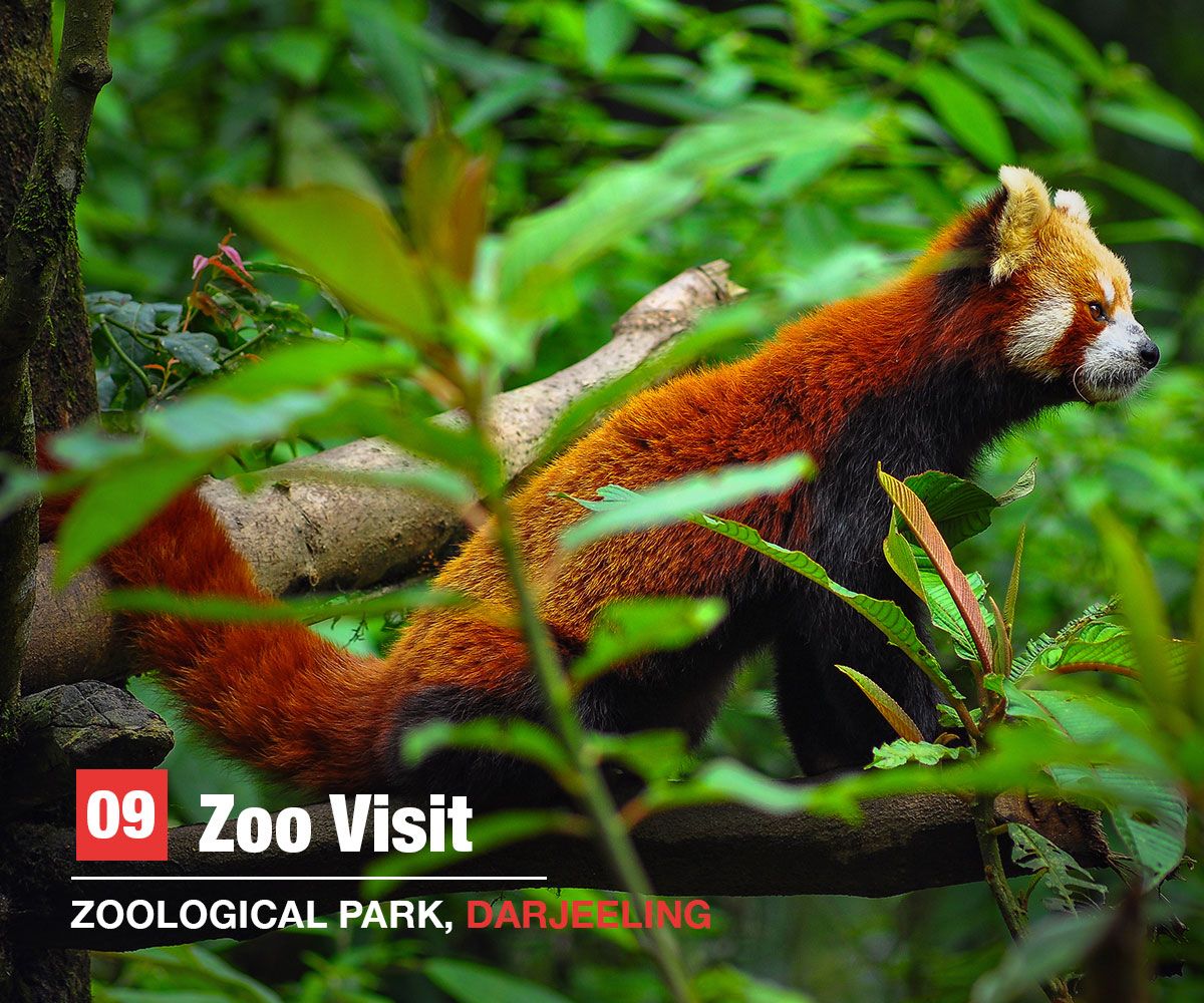 zoo, Darjeeling